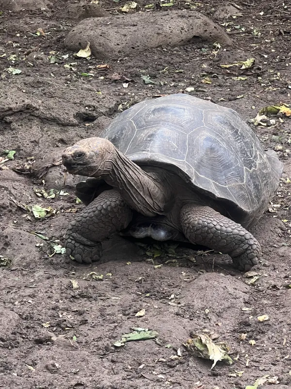 Tortue des Galapagos
